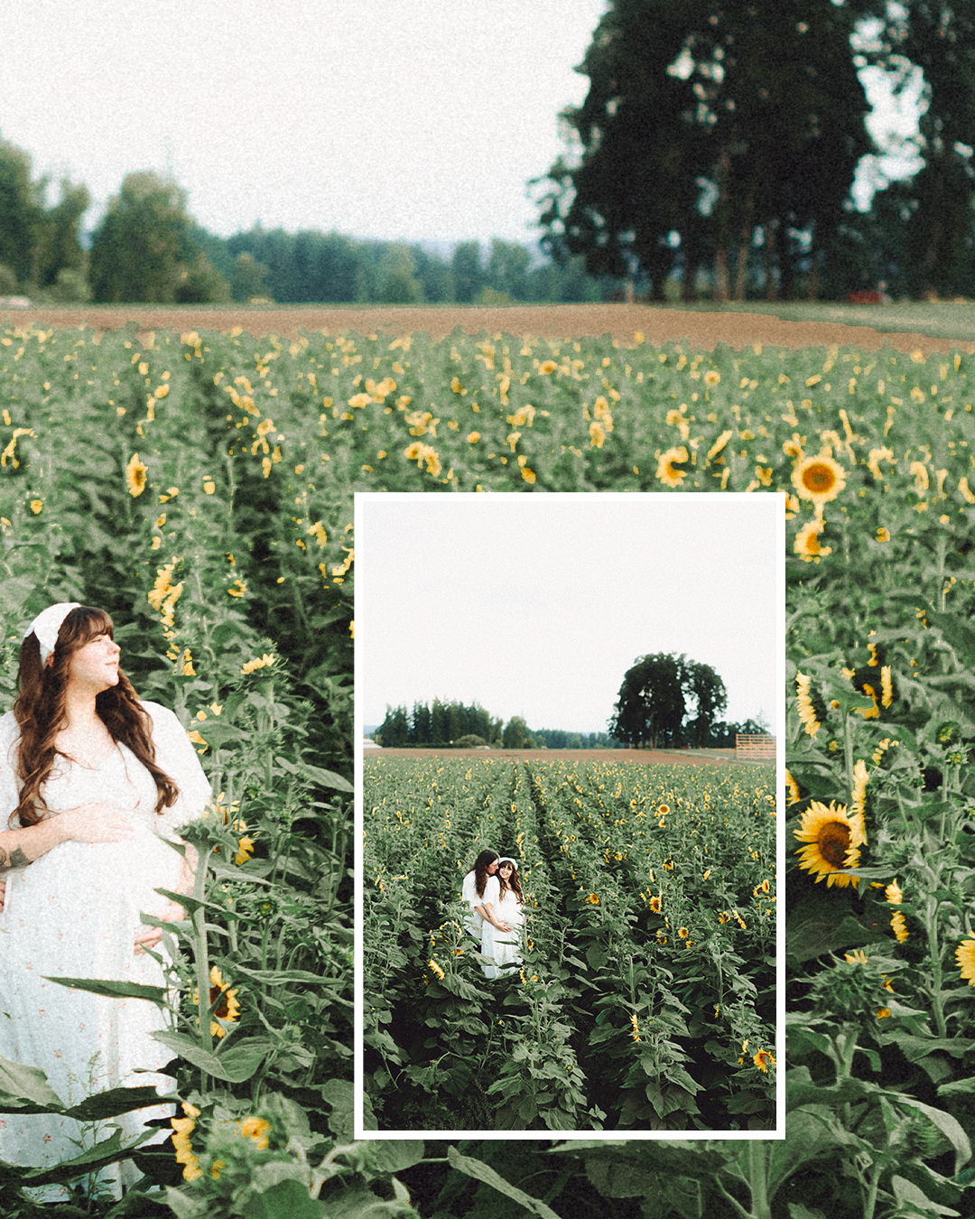 Lovestory Pregnancy Announcement Among the Sunflowers of the Wooden Shoe Tulip Farm — photograph 25 of 39